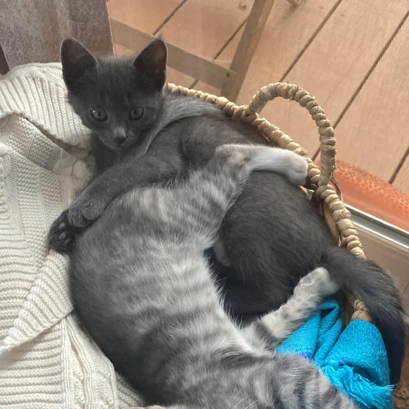 A baby small-sized female Gray / Blue / Silver Domestic Short Hair cat named Lulu for adoption in Santa Rosa, CA