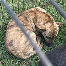 A young medium-sized male Brindle Mixed Breed dog named Cosmo for adoption in Dickinson, TX