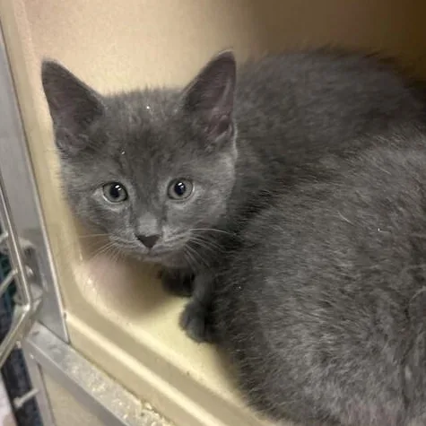 A baby small-sized male Gray / Blue / Silver Domestic Short Hair cat named Void for adoption in Elyria, OH