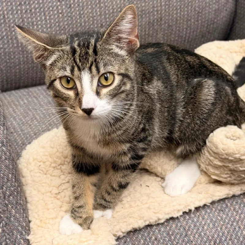 A young small-sized female Brown / Chocolate Domestic Short Hair cat named Pochoco for adoption in Los Angeles, CA