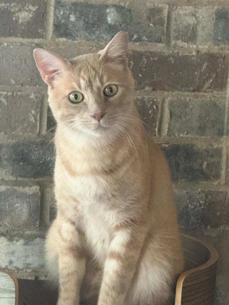A young small-sized male Tabby (Buff / Tan / Fawn) Tabby cat named Popcorn for adoption in Capshaw, AL