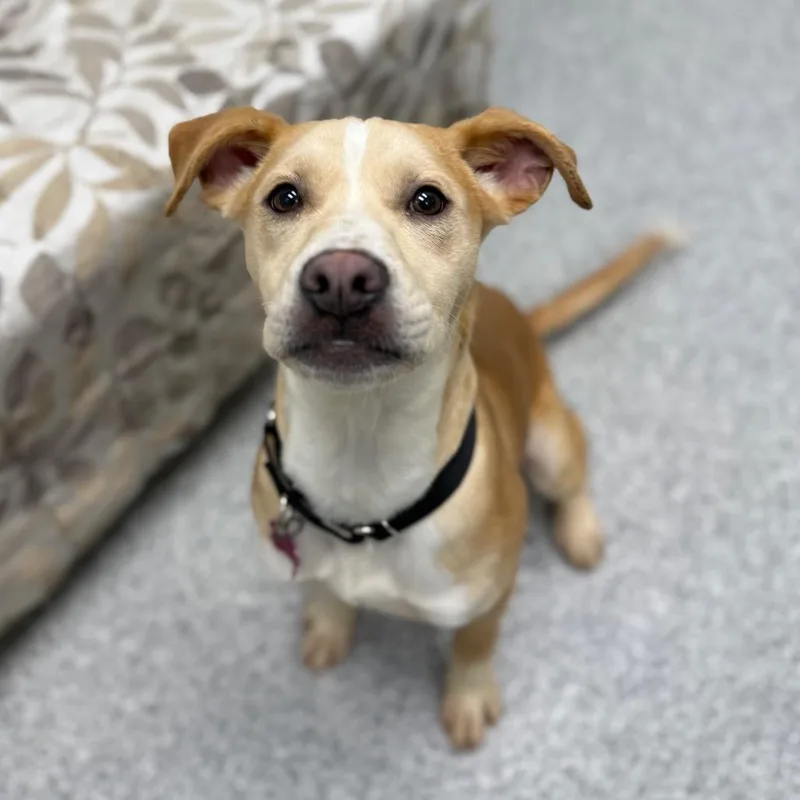 A young medium-sized female Yellow / Tan / Blond / Fawn Yellow Labrador Retriever dog named Cricket for adoption in Monticello, IA