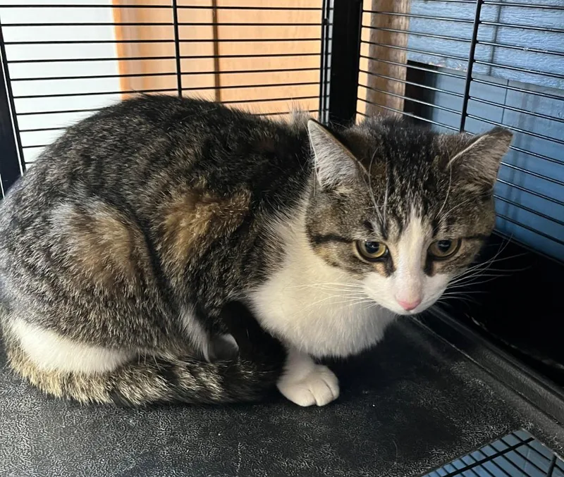 A young medium-sized female Domestic Short Hair cat named Rollie for adoption in Fond Du Lac, WI