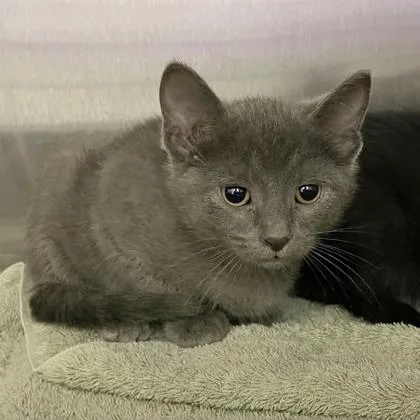 A baby small-sized male Domestic Short Hair cat named Flannel for adoption in Wheaton, IL