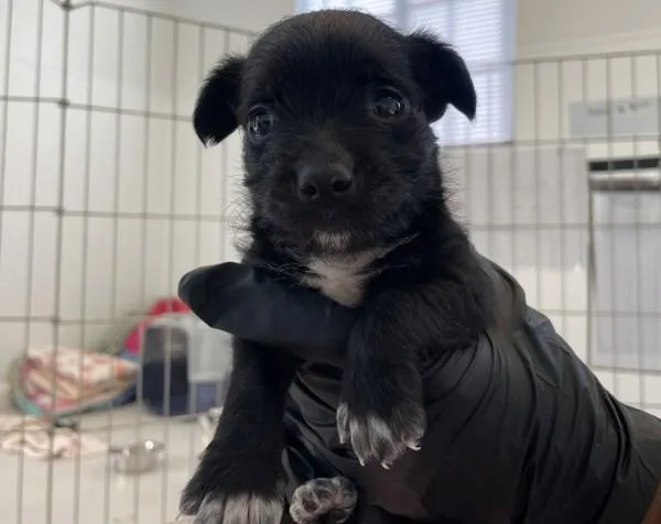 A baby medium-sized female Poodle dog named Viola for adoption in San Diego, CA