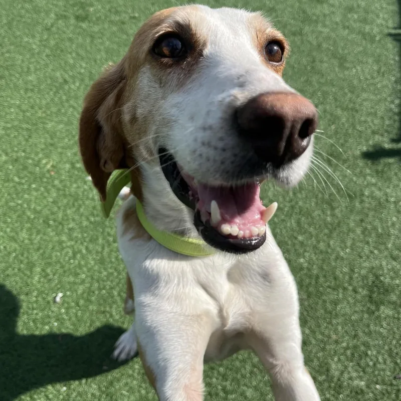 An adult medium-sized female White / Cream Hound dog named Suki for adoption in La Grange, KY