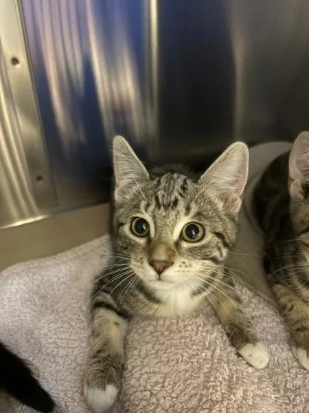 A baby small-sized female Domestic Short Hair cat named Rosalia for adoption in Kennewick, WA