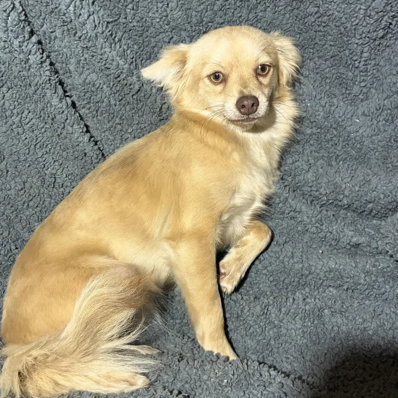A young small-sized female White / Cream Chihuahua dog named Wolfe for adoption in Pelham, NH