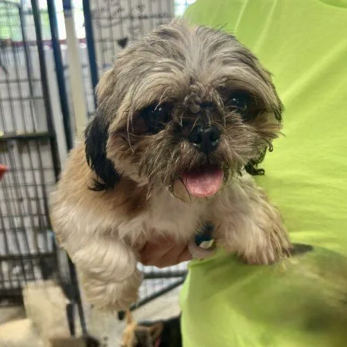 A young small-sized female Brown / Chocolate Shih Tzu dog named Jwill for adoption in Broken Arrow, OK