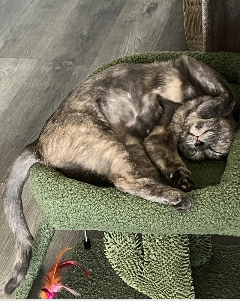A young medium-sized female Dilute Tortoiseshell cat named Bella for adoption in Beverly Hills, CA