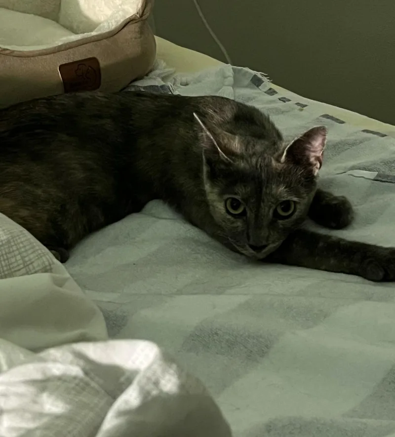 Bella thumbnail 4
