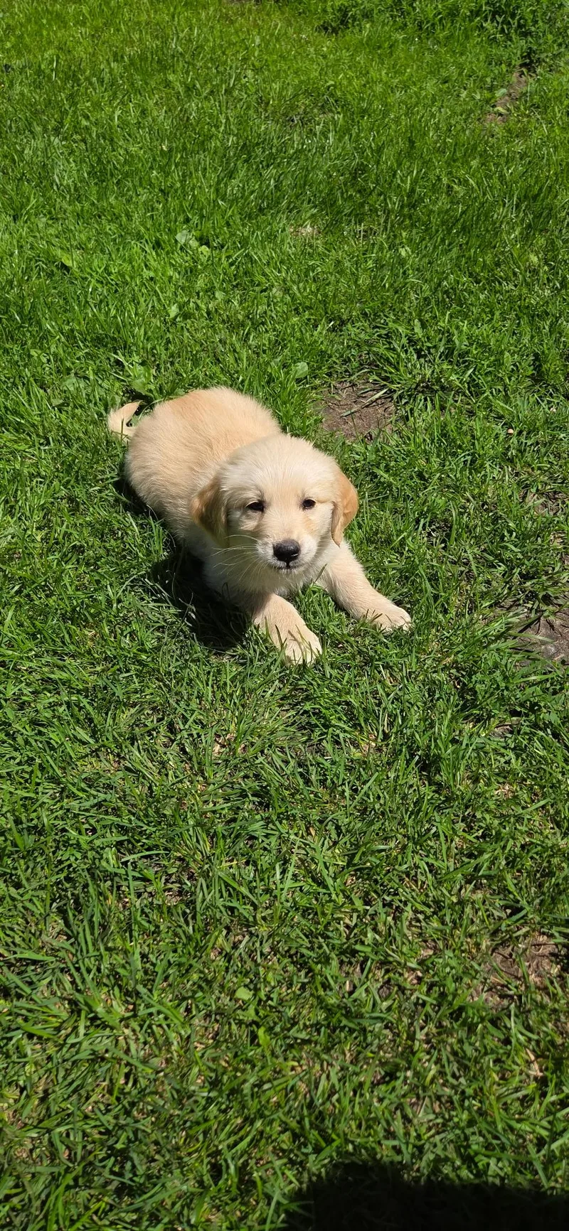 A baby large-sized male Golden Retriever dog named Mack for adoption in Warren, MI