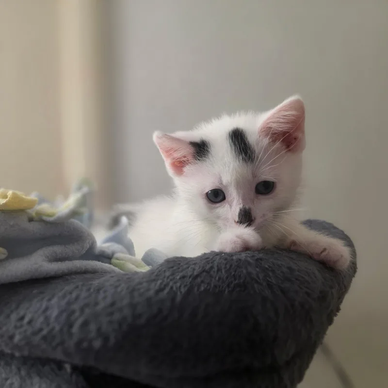 A baby small-sized female Black & White / Tuxedo Domestic Short Hair cat named Mikki for adoption in Pardeeville, WI