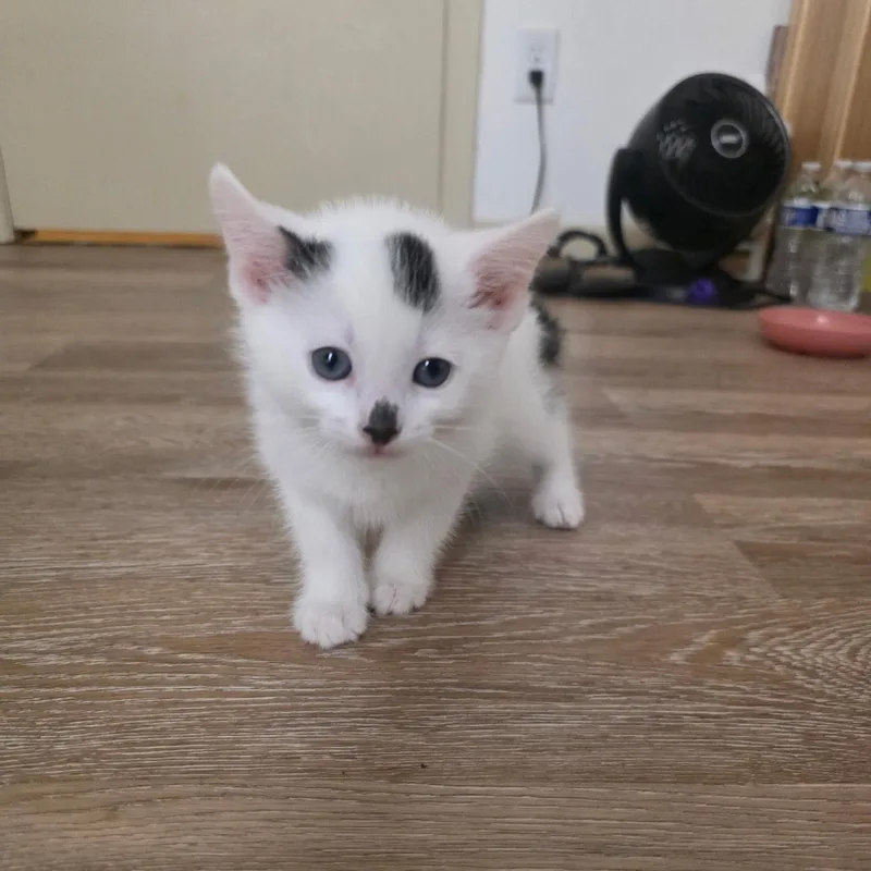 Mikki thumbnail 2