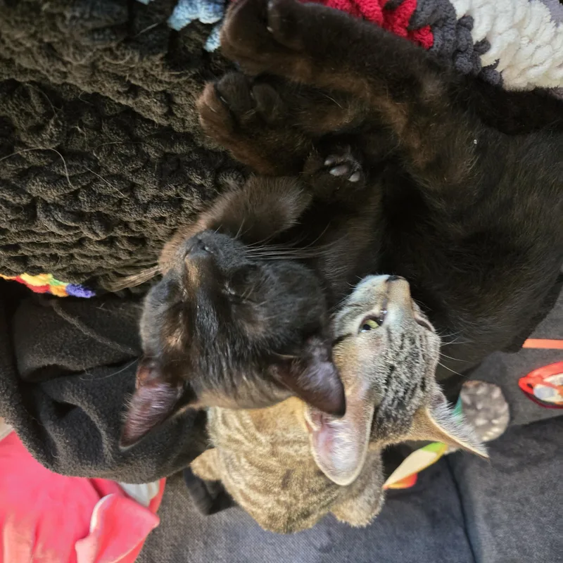 Cookie Cat thumbnail 2