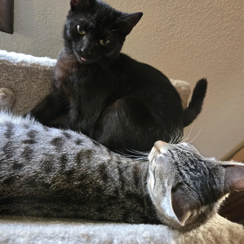 Cookie Cat thumbnail 3