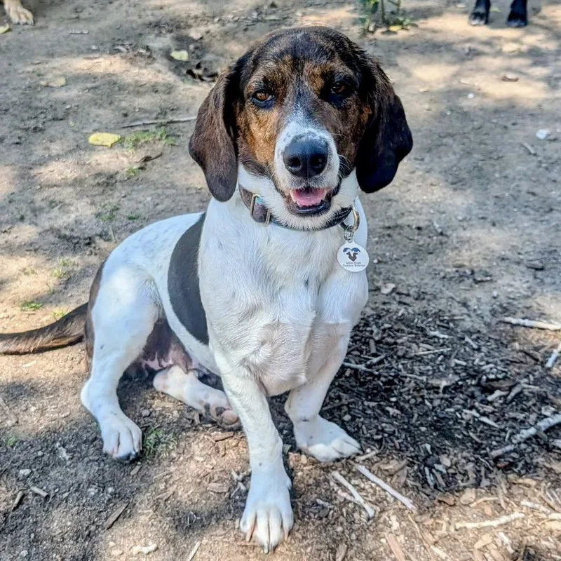 An adult medium-sized female White / Cream Basset Hound dog named Destiny for adoption in Mead, CO