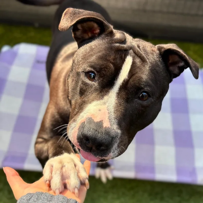 An adult large-sized female Black Mixed Breed dog named Hershey Kiss for adoption in New York, NY