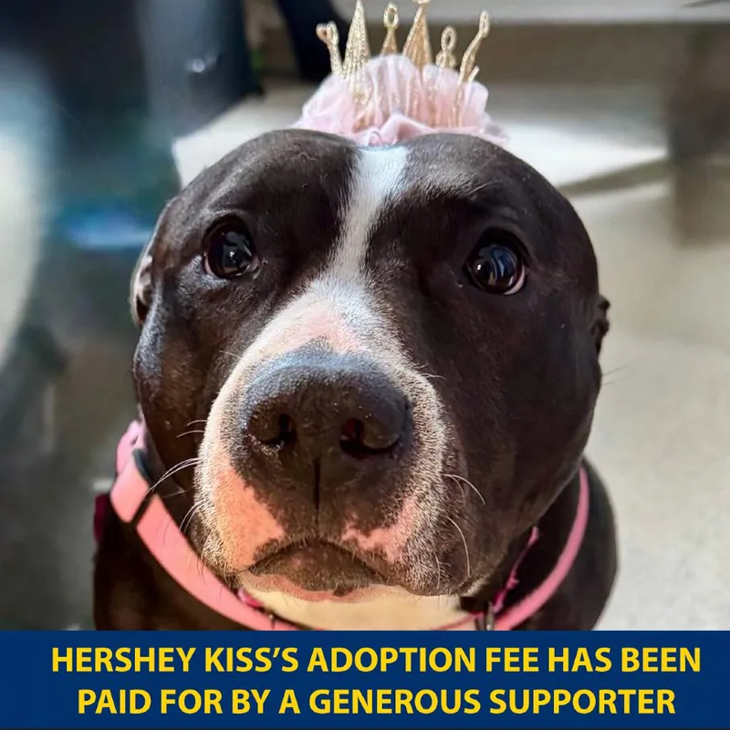 Hershey Kiss thumbnail 4