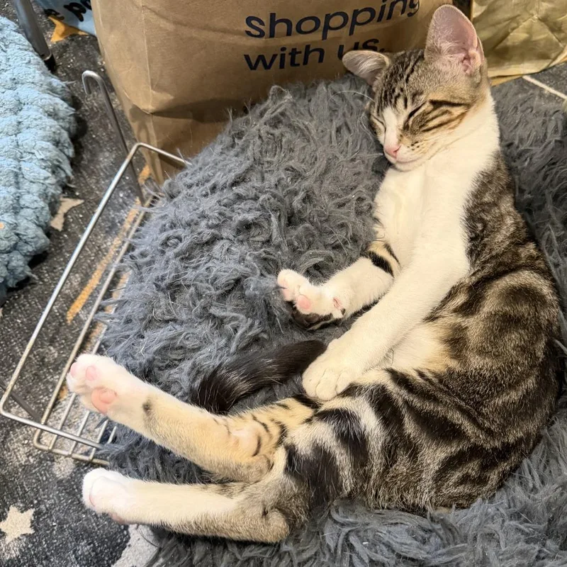 Mcflurry thumbnail 2