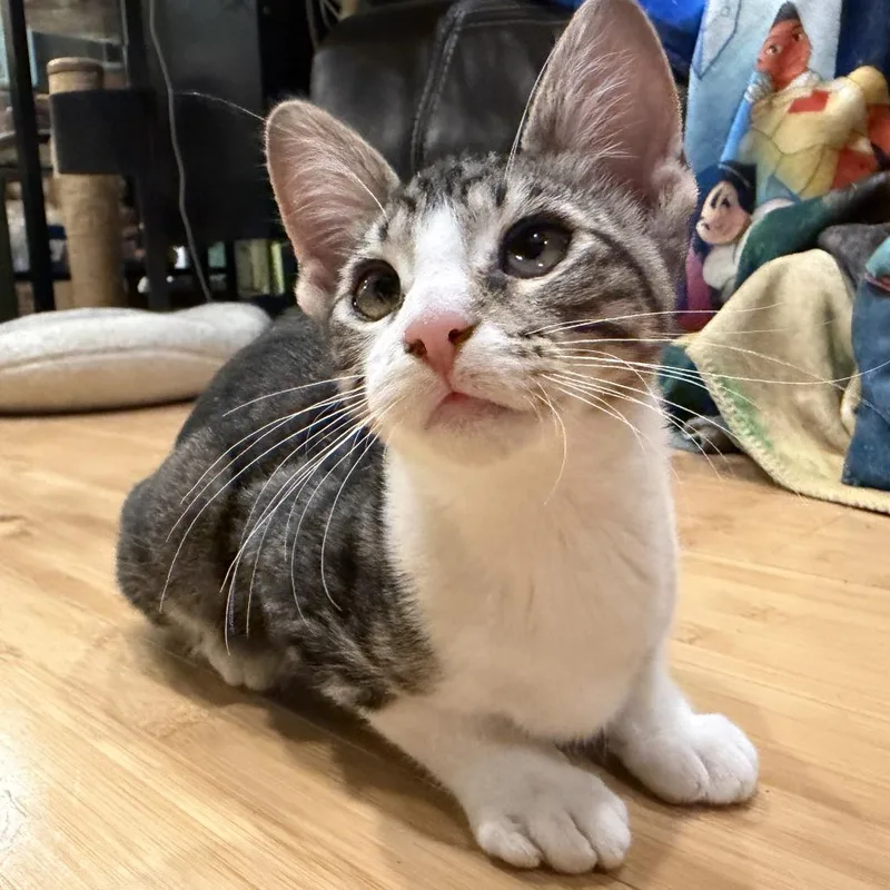 Mcflurry thumbnail 4