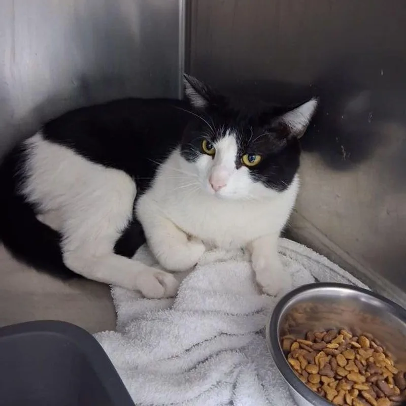 An adult medium-sized male Black & White / Tuxedo Domestic Short Hair cat named Sylvester for adoption in Lake Havasu City, AZ