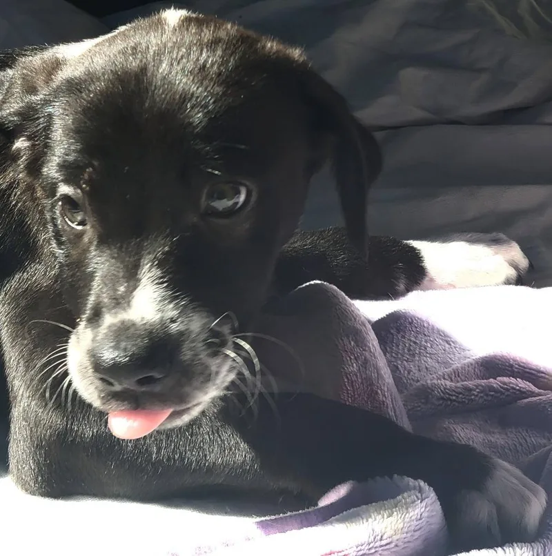 A baby medium-sized male Collie dog named Huckleberry for adoption in Fond Du Lac, WI