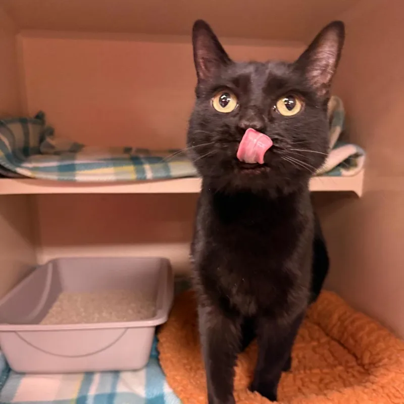 An adult medium-sized female Black Domestic Short Hair cat named Selena  Sweet Lovely for adoption in Flagstaff, AZ
