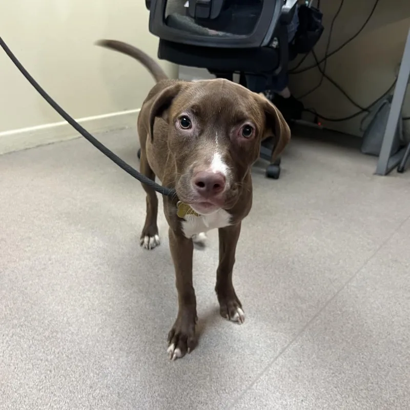 A baby medium-sized female Brown / Chocolate Labrador Retriever dog named Suki for adoption in Pasadena, CA