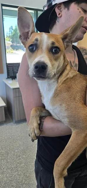 A young small-sized female Pit Bull Terrier dog named Maliyah for adoption in Paradise, CA