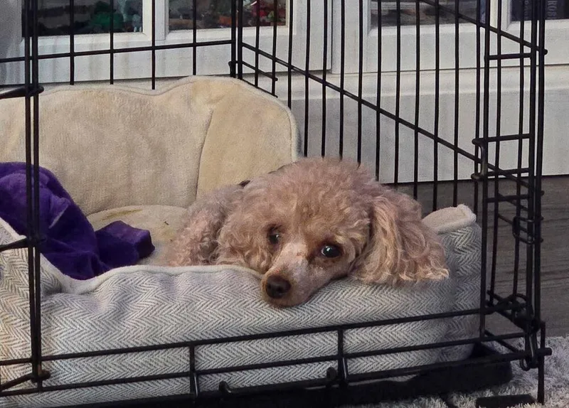 Poodle Toy  KeyKey
