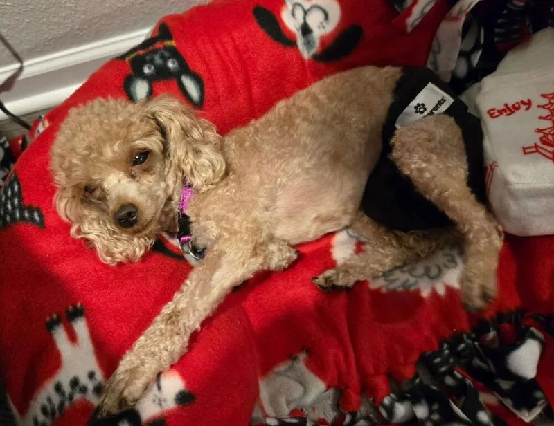 Poodle Toy  KeyKey thumbnail 2
