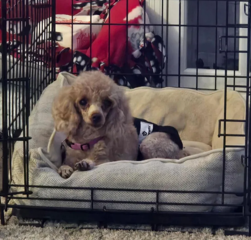 Poodle Toy  KeyKey thumbnail 3