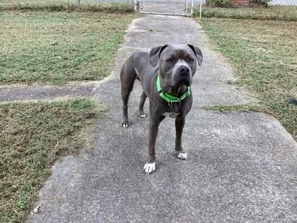 An adult large-sized male Mixed Breed dog named Tito Ali for adoption in Atlanta, GA