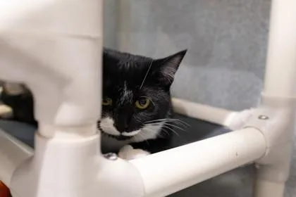 A baby medium-sized female Domestic Long Hair cat named Dw for adoption in Ringoes, NJ