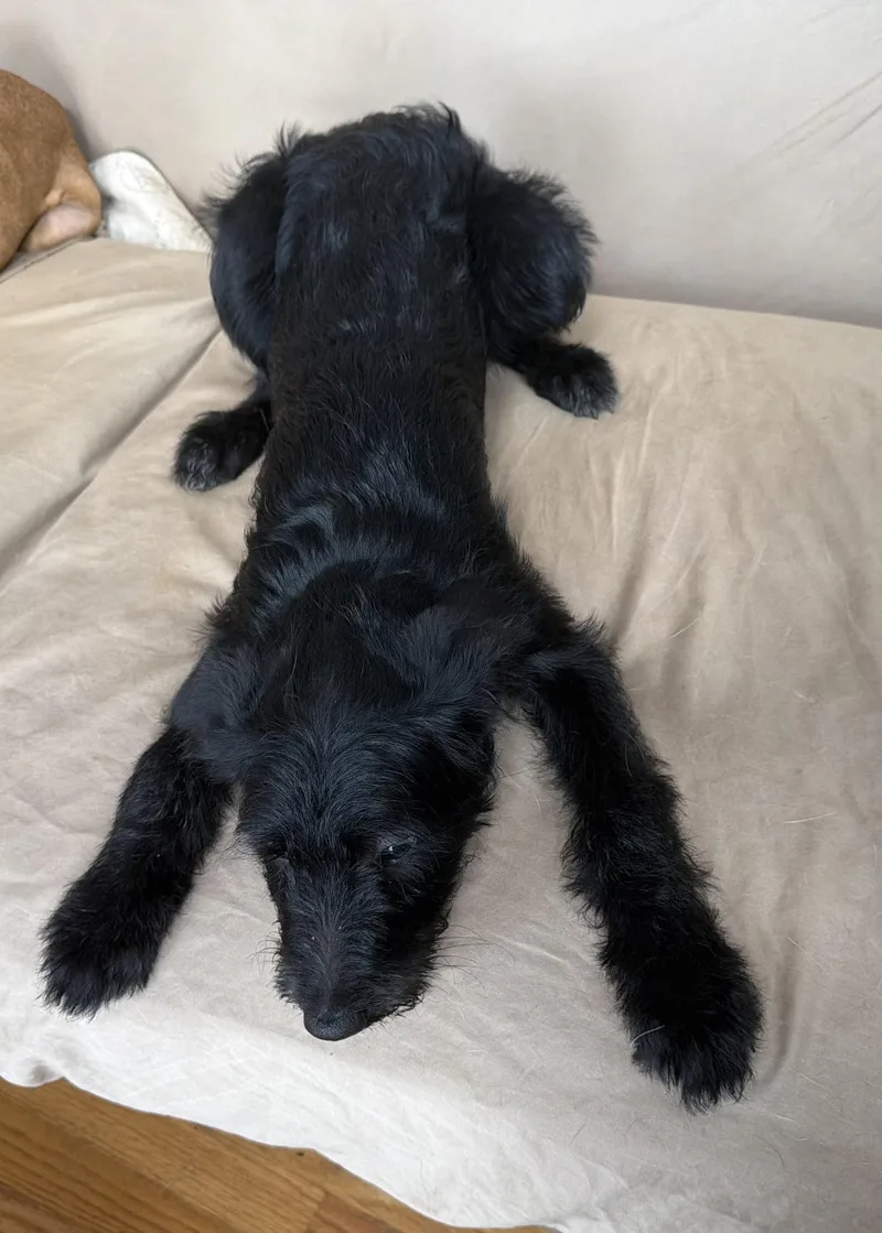 A young medium-sized female Black Aussiedoodle dog named Millie for adoption in MORAVIAN FALLS, NC