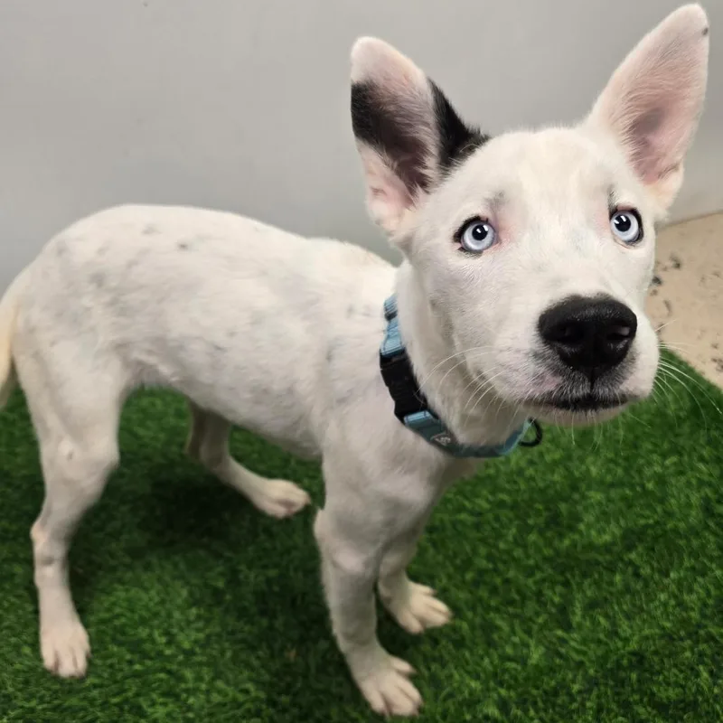 A young small-sized female White / Cream Mixed Breed dog named Alaska for adoption in Columbia, MO