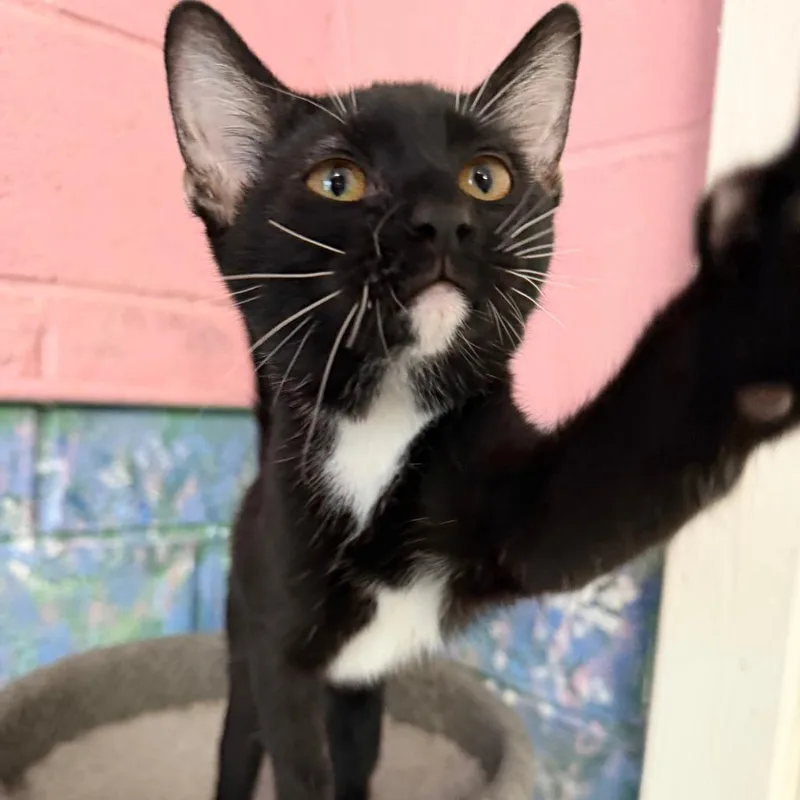 A young small-sized male Black Domestic Short Hair cat named Demitrius for adoption in Laredo, TX