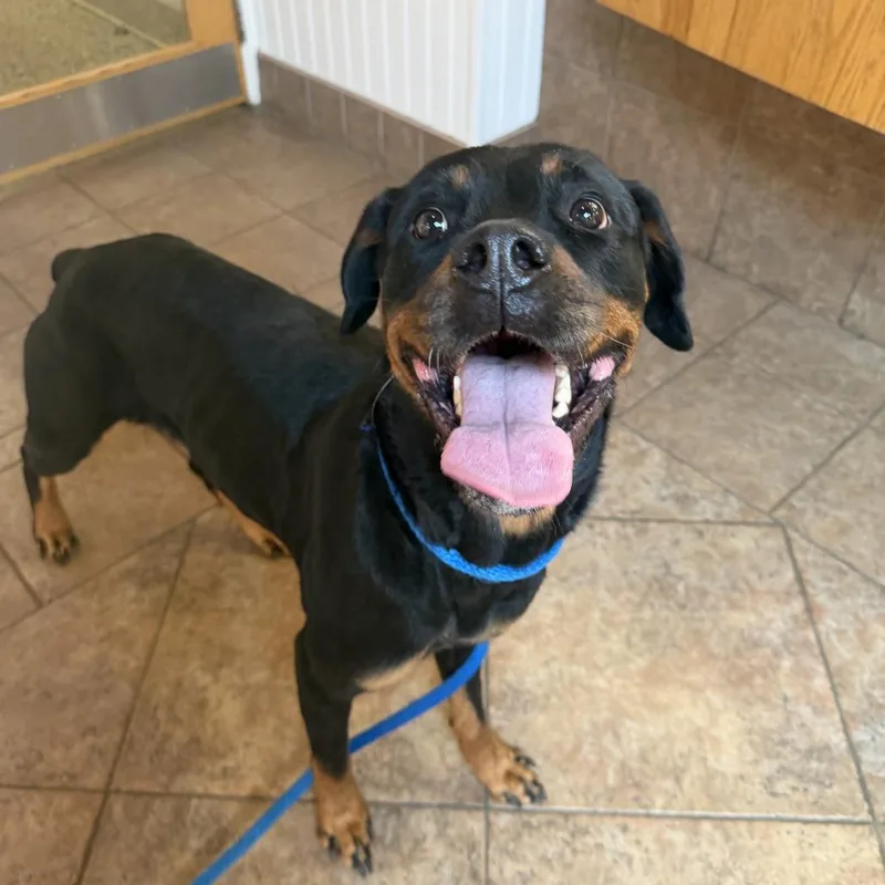 An adult large-sized female Black Rottweiler dog named MONTStray for adoption in Perkiomenville, PA