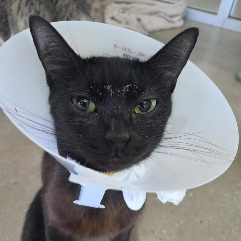 An adult medium-sized female Black Domestic Short Hair cat named Adonna Fka Belladonna for adoption in Leander, TX