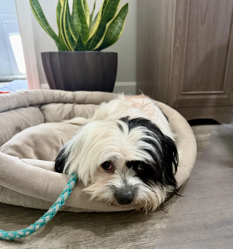 An adult small-sized male Shih Tzu dog named Prince for adoption in Mexico, MO