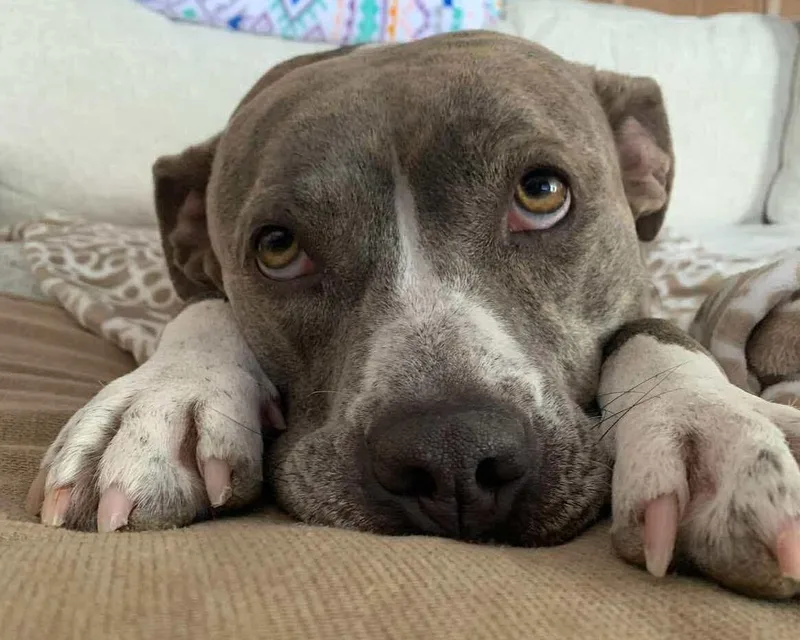 An adult large-sized female Brindle American Bully dog named Beta for adoption in Northville, MI