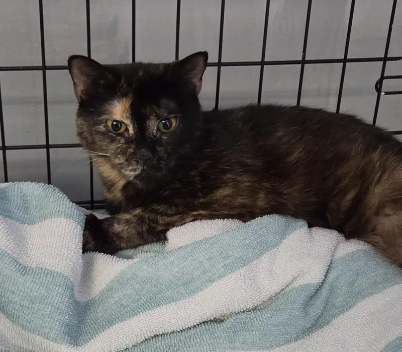 A young medium-sized female Domestic Short Hair cat named Lychee for adoption in Windsor, CT