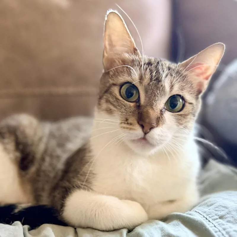 A young medium-sized female Brown / Chocolate Domestic Short Hair cat named Pickle for adoption in Fort Worth, TX