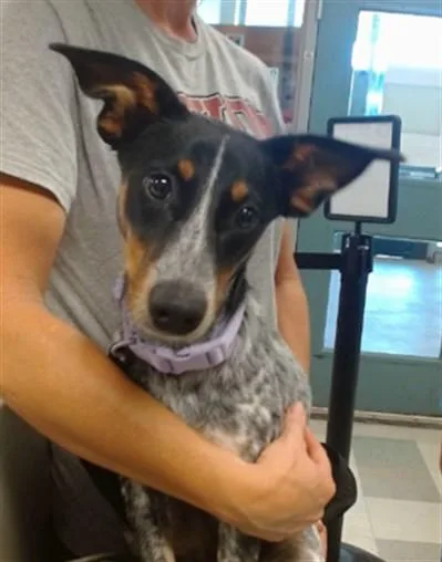 A young small-sized female Australian Cattle Dog / Blue Heeler dog named A for adoption in Oklahoma City, OK