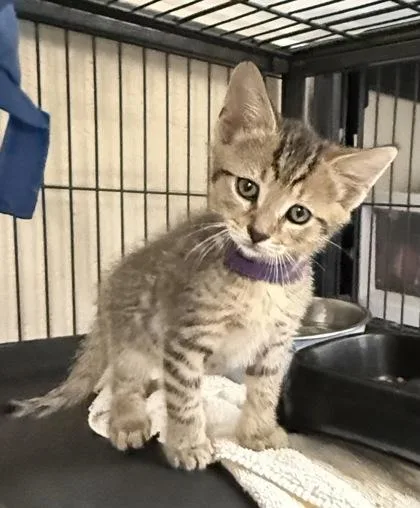 A baby small-sized male Domestic Short Hair cat named Leni for adoption in Wilkesboro, NC