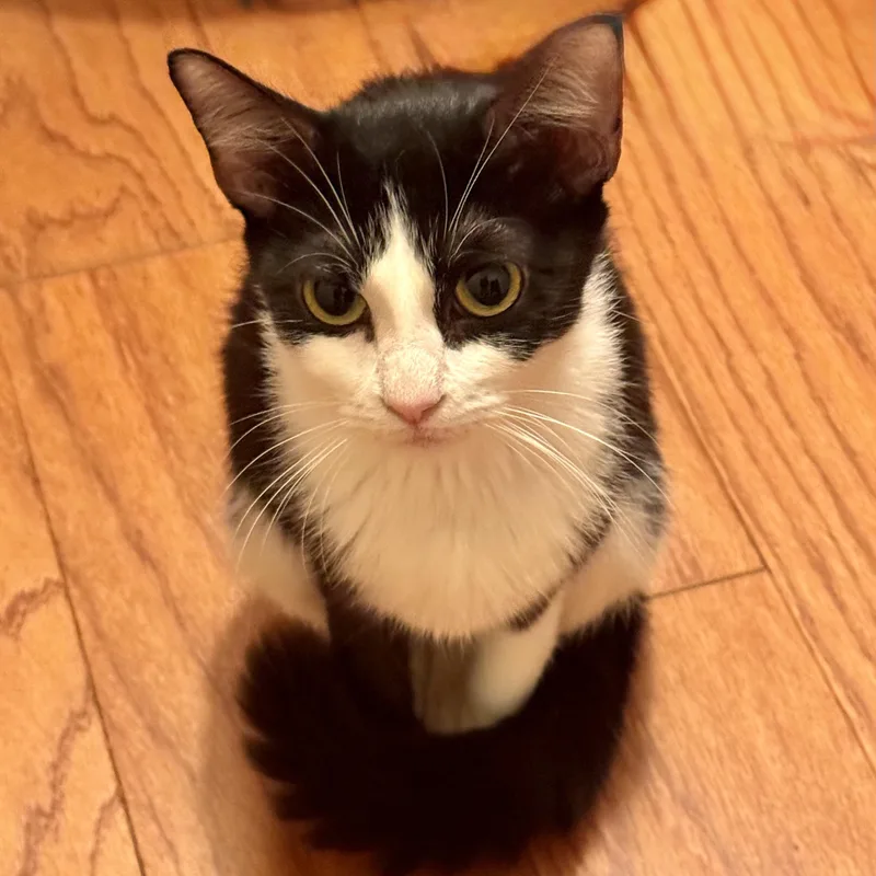 A young medium-sized female Black & White / Tuxedo Domestic Short Hair cat named Peony for adoption in Houston, TX