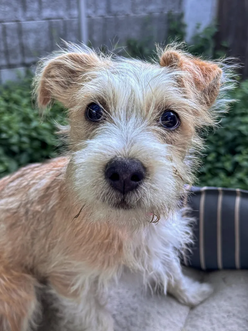A young small-sized female White / Cream Terrier dog named Baby Tizzy for adoption in Fresno, CA