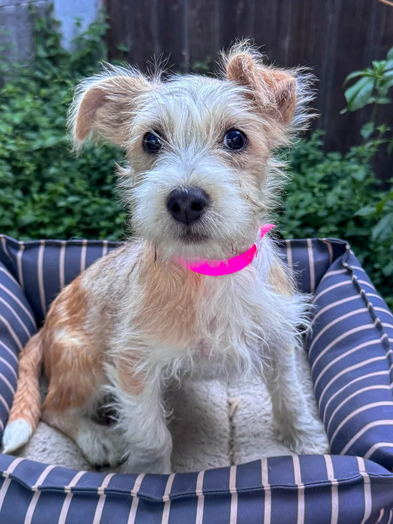 Baby Tizzy thumbnail 5