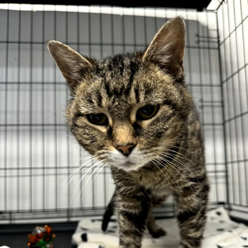 A senior medium-sized female Tabby (Brown / Chocolate) Domestic Short Hair cat named Charlotte for adoption in Cortland, OH